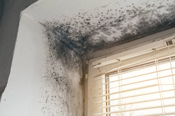 Affordable Mold Removal solutions in Farmington, MI